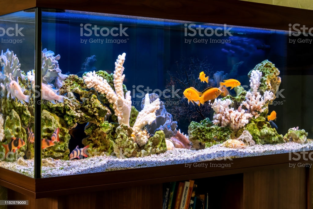 Aquarium 230 Alpine